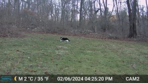 black and white cat on trailcam daytime Feb 6, 2024 4:25PM