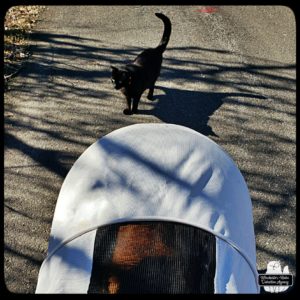 orange cat Oliver in his buggy (visible looking through his sunroof) and black cat Gus standing in front of the stroller in the driveway