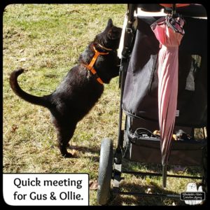 black cat Gus standing up to look inside and chat with Oliver in his stroller