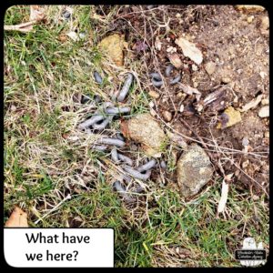 barely visible rusty heavy chain coiled up in the grass and dirt next to stones