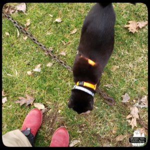 black cat Gus standing over a rusty heavy chain in the grass