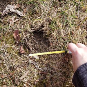 wildlife track in the grass and mud next to measuring tape; believed to be bobcat or coyote