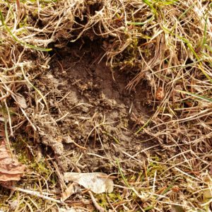 wildlife track in the grass and mud; believed to be bobcat or coyote