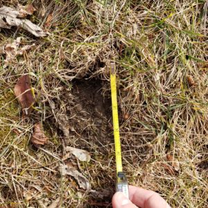 wildlife track in the grass and mud next to measuring tape; believed to be bobcat or coyote