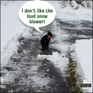 Gus standing in partially shoveled driveway with 7-8 inches of snow.