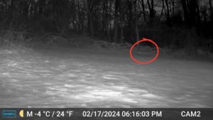 black and white night image from trailcam2 of bobcat (circled in red) walking through the snowy yard on Feb 17, 2024 at 6:16 PM