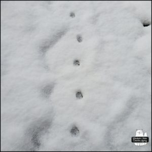 domestic cat tracks in snow leading towards the back porch