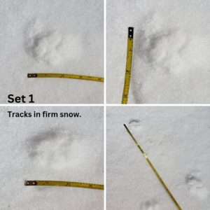 collage of 4 images of wildlife tracks in snow next to measuring tape; believed to be bobcat