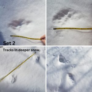 collage of 4 images of wildlife tracks in snow next to measuring tape; believed to be bobcat