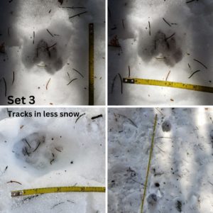 collage of 4 images of wildlife tracks in snow next to measuring tape; believed to be bobcat or coyote