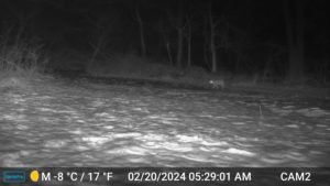 black and white night image from trailcam2 of bobcat walking through the snowy yard on Feb 20, 2024 at 5:29 AM