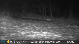 black and white night image from trailcam2 of bobcat walking through the snowy yard on Feb 20, 2024 at 5:29 AM