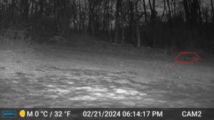 black and white night image from trailcam2 of bobcat (circled in red) walking through the snowy yard on Feb 21, 2024 at 6:14 PM