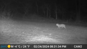 black and white night image from trailcam2 of bobcat walking through the yard on Feb 24, 2024 at 8:31 PM