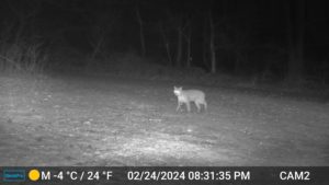 black and white night image from trailcam2 of bobcat walking through the yard on Feb 24, 2024 at 8:31 PM