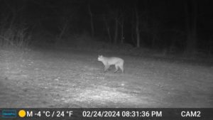 black and white night image from trailcam2 of bobcat walking through the yard on Feb 24, 2024 at 8:31 PM