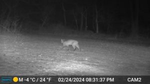 black and white night image from trailcam2 of bobcat walking through the yard on Feb 24, 2024 at 8:31 PM