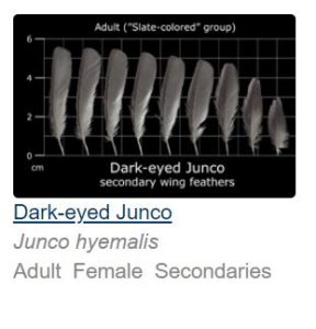 nine feathers dark grey/black; dark-eyed junco; junco hyemalis; juvenile female secondary wing feathers from 5.5 cm to 3 cm