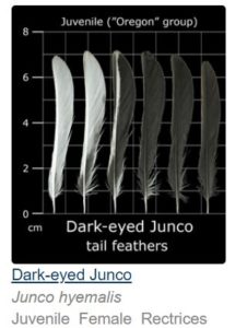 six feathers white to black with two-tone in between; dark-eyed junco; junco hyemalis; juvenile female rectrices