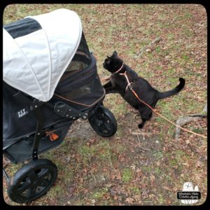 Oliver in his buggy and Gus standing up in front of it to talk to him from the ground.