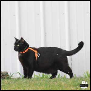 black cat Gus wearing his H style orange harness by SurferCat Mav as he stands alert in front of white building.