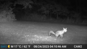 Fox Caught Pooping by Trail Camera; August 24, 2023 4:10 am