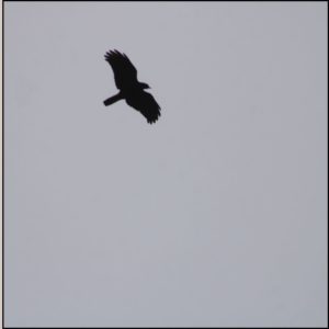 Common Raven soaring in grey sky