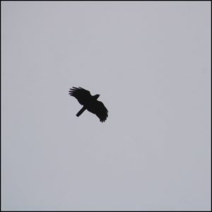 Common Raven soaring in grey sky