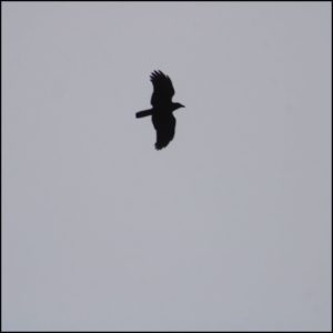 Common Raven soaring in grey sky