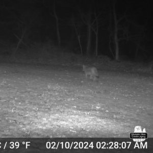 trailcam night image in black and white of coyote walking through yard on Feb 10, 2024 at 2:28:07 am