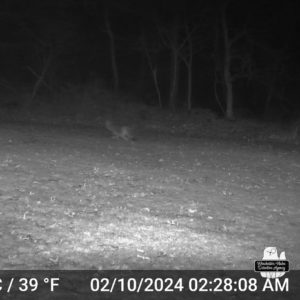 trailcam night image in black and white of coyote walking through yard on Feb 10, 2024 at 2:28:08 am