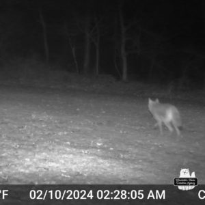 trailcam night image in black and white of coyote walking through yard on Feb 10, 2024 at 2:28:05 am