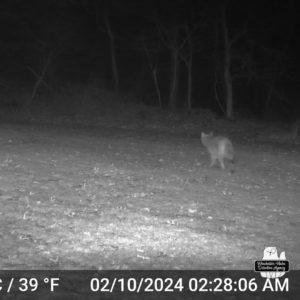 trailcam night image in black and white of coyote walking through yard on Feb 10, 2024 at 2:28:06 am