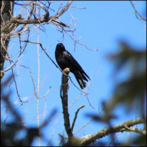 American crow perched in a tree