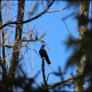 American crow perched in a tree