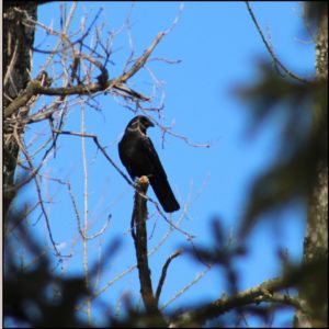 American crow perched in a tree