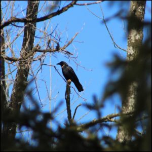 American crow perched in a tree