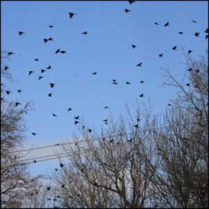 murmuration of blackbirds (European starlings and common grackles) migrating back for the season