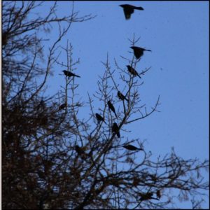 murmuration of blackbirds (European starlings and common grackles) migrating back for the season