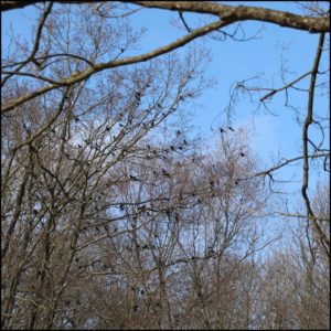 murmuration of blackbirds (European starlings and common grackles) migrating back for the season