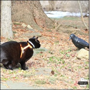 black cat Gus standing in front of the crow statue, The Morrigan, having an important discussion.