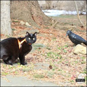 black cat Gus looking at camera while he stands in front of the crow statue, The Morrigan