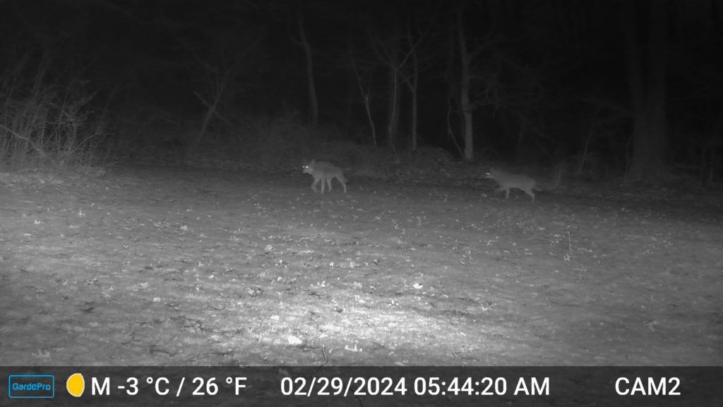 trailcam night image in black and white of 2 coyotes walking through yard on Feb 29, 2024 at 5:44:20 am