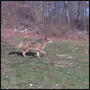 trailcam daylight image in color of coyote walking through yard on March 8, 2024 at 8:11:17 am