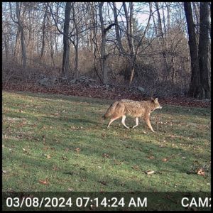 trailcam daylight image in color of coyote walking through yard on March 8, 2024 at 7:14:24 am