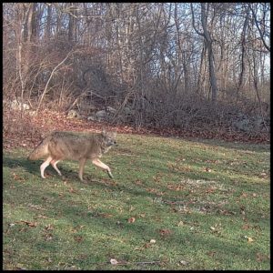 trailcam daylight image in color of coyote walking through yard on March 8, 2024 at 7:14:22 am