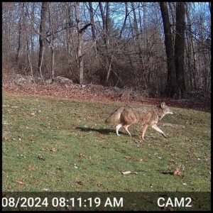 trailcam daylight image in color of coyote walking through yard on March 8, 2024 at 8:11:19 am