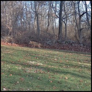 trailcam daylight image in color of coyote walking through yard on March 8, 2024 at 7:19:22 am