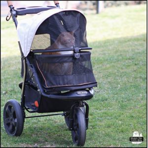 orange tabby with white underside sitting up in his stroller waiting for someone to chauffeur him around.