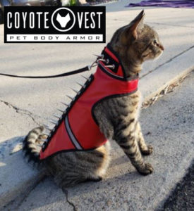 cat modeling the Coyote Vest for cats Spiked style from CoyoteVest.com website